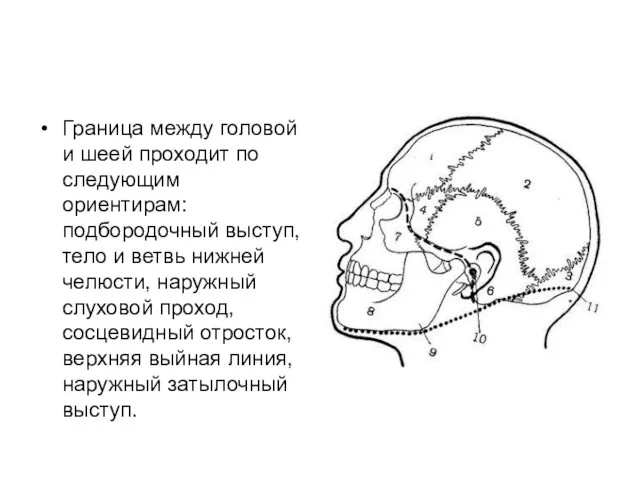 Граница между головой и шеей проходит по следующим ориентирам: подбородочный