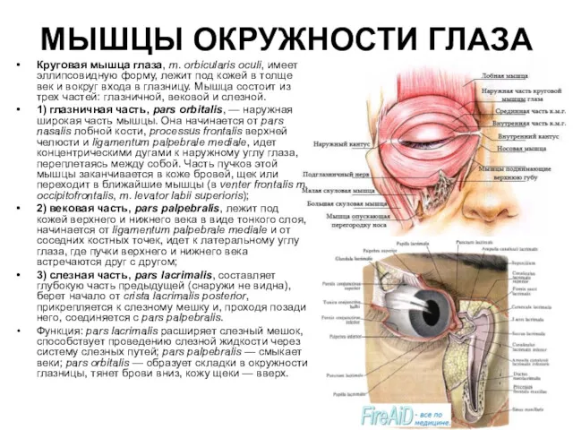 МЫШЦЫ ОКРУЖНОСТИ ГЛАЗА Круговая мышца глаза, m. orbicularis oculi, имеет