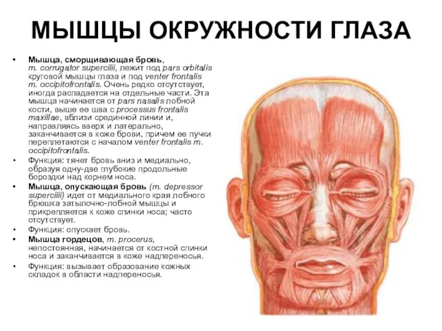 МЫШЦЫ ОКРУЖНОСТИ ГЛАЗА Мышца, сморщивающая бровь, m. corrugator supercilii, лежит