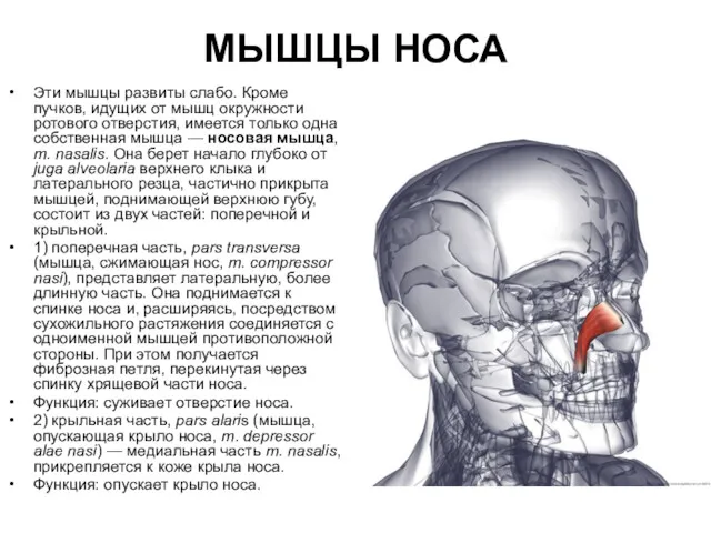 МЫШЦЫ НОСА Эти мышцы развиты слабо. Кроме пучков, идущих от