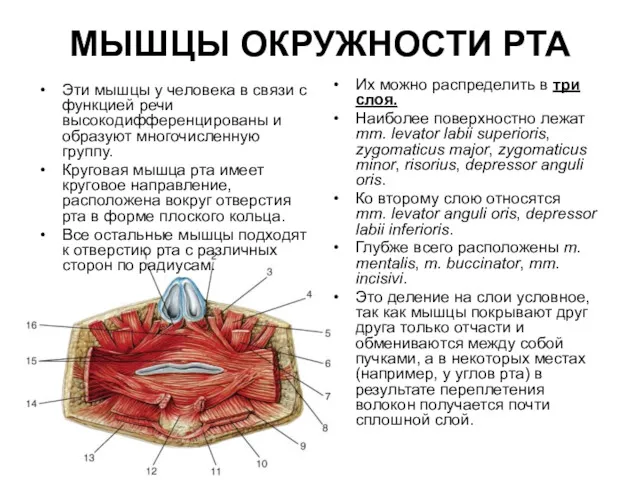 МЫШЦЫ ОКРУЖНОСТИ РТА Эти мышцы у человека в связи с