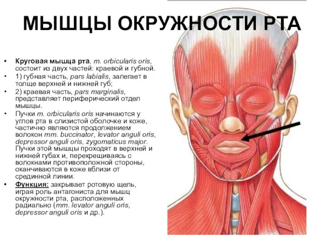 МЫШЦЫ ОКРУЖНОСТИ РТА Круговая мышца рта, m. orbicularis oris, состоит