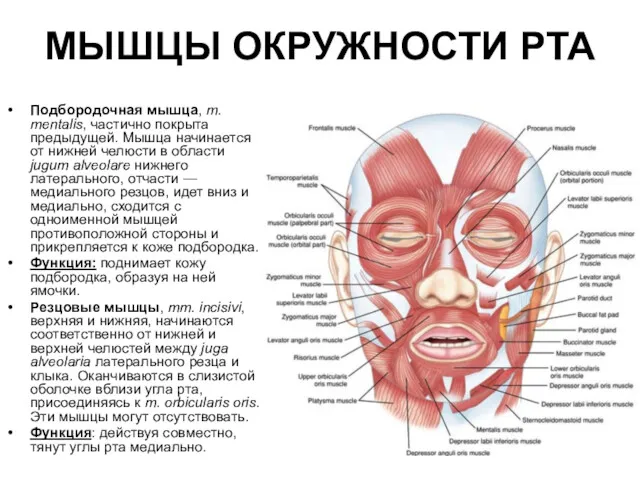 МЫШЦЫ ОКРУЖНОСТИ РТА Подбородочная мышца, m. mentalis, частично покрыта предыдущей.