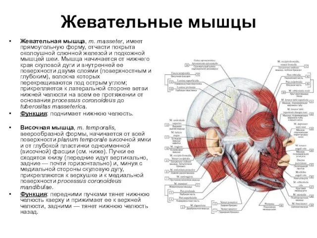 Жевательные мышцы Жевательная мышца, m. masseter, имеет прямоугольную форму, отчасти