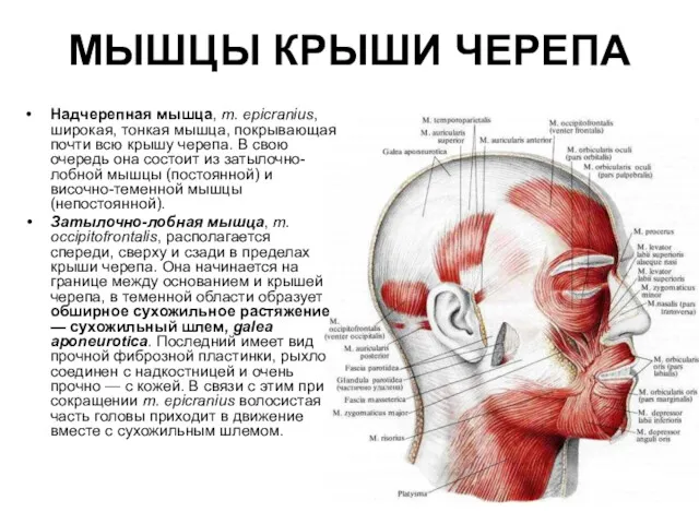 МЫШЦЫ КРЫШИ ЧЕРЕПА Надчерепная мышца, m. epicranius, широкая, тонкая мышца,