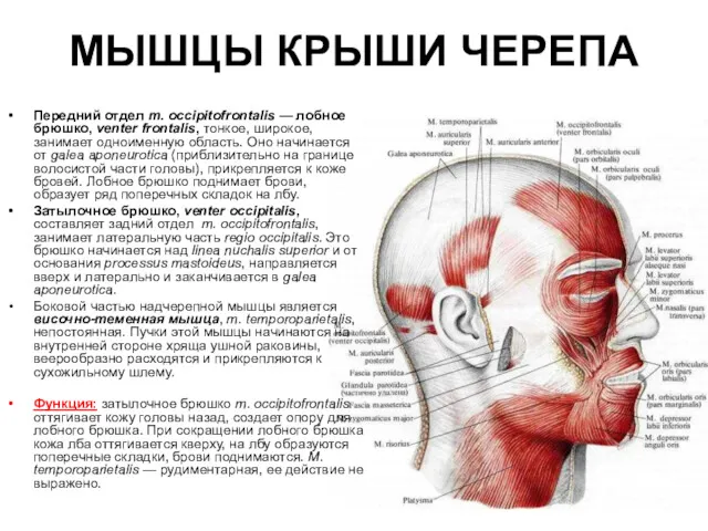 МЫШЦЫ КРЫШИ ЧЕРЕПА Передний отдел m. occipitofrontalis — лобное брюшко,