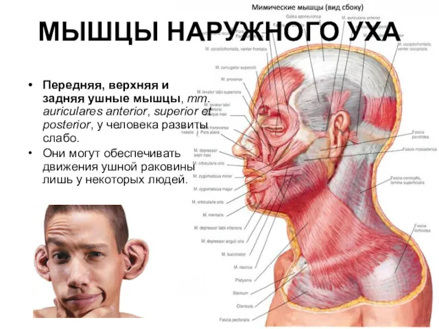 МЫШЦЫ НАРУЖНОГО УХА Передняя, верхняя и задняя ушные мышцы, mm.