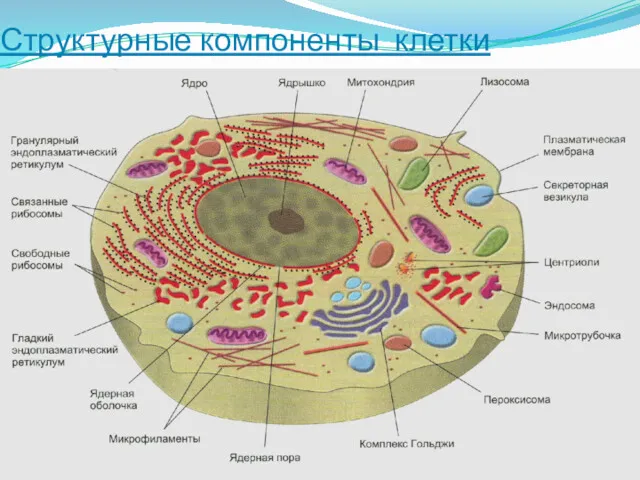 Структурные компоненты клетки