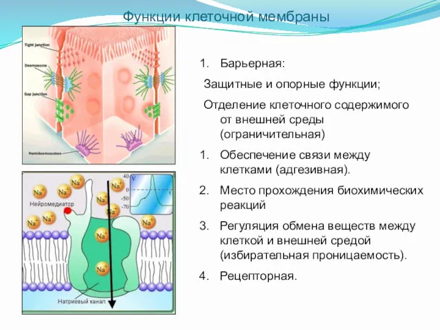 Барьерная: Защитные и опорные функции; Отделение клеточного содержимого от внешней