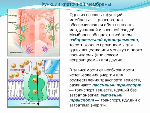 Функции клеточной мембраны Одна из основных функций мембраны — транспортная,