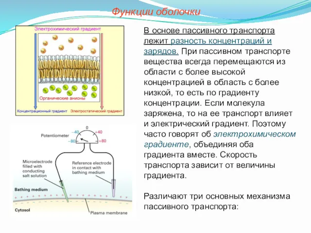 Функции оболочки В основе пассивного транспорта лежит разность концентраций и