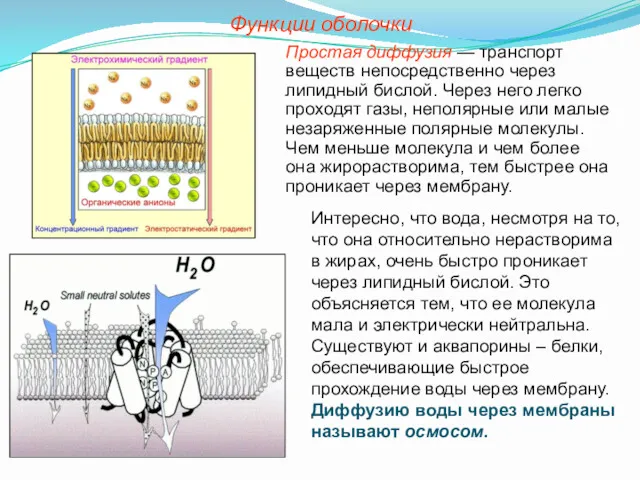 Функции оболочки Простая диффузия — транспорт веществ непосредственно через липидный
