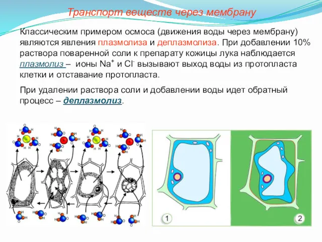 Классическим примером осмоса (движения воды через мембрану) являются явления плазмолиза