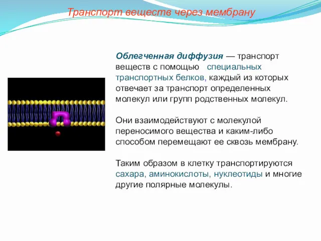 Транспорт веществ через мембрану Облегченная диффузия — транспорт веществ с