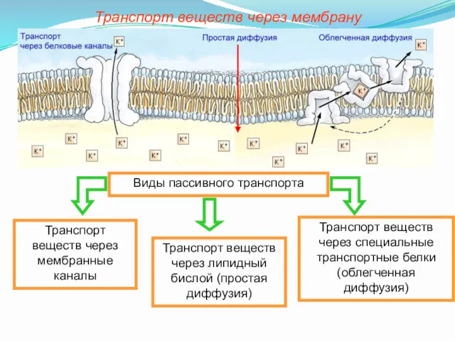 Виды пассивного транспорта Транспорт веществ через липидный бислой (простая диффузия)