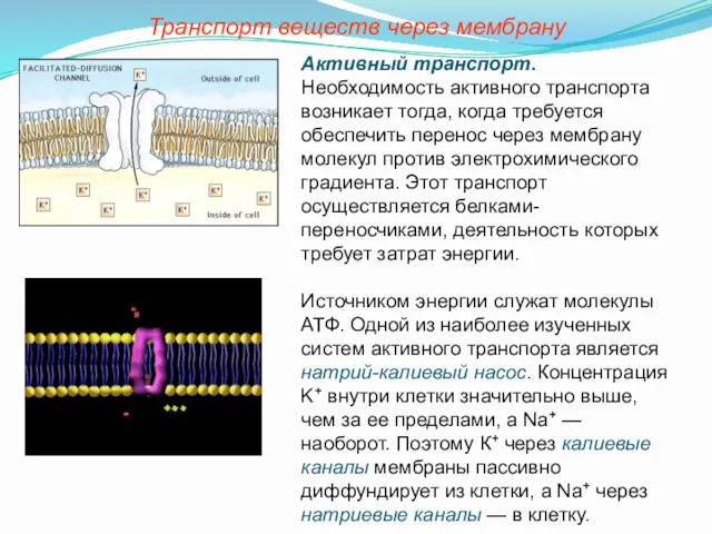 Транспорт веществ через мембрану Активный транспорт. Необходимость активного транспорта возникает