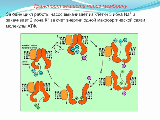 Транспорт веществ через мембрану За один цикл работы насос выкачивает