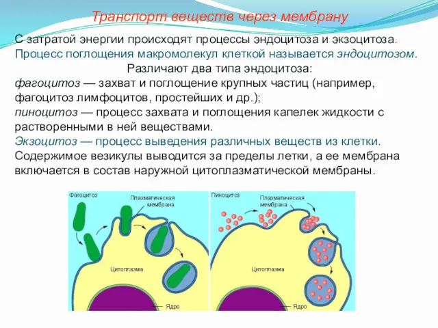 Транспорт веществ через мембрану С затратой энергии происходят процессы эндоцитоза