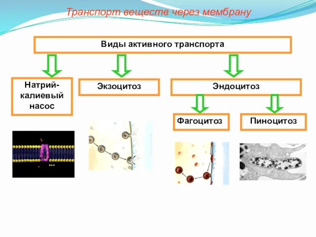 Виды активного транспорта Натрий-калиевый насос Экзоцитоз Эндоцитоз Фагоцитоз Пиноцитоз Транспорт веществ через мембрану