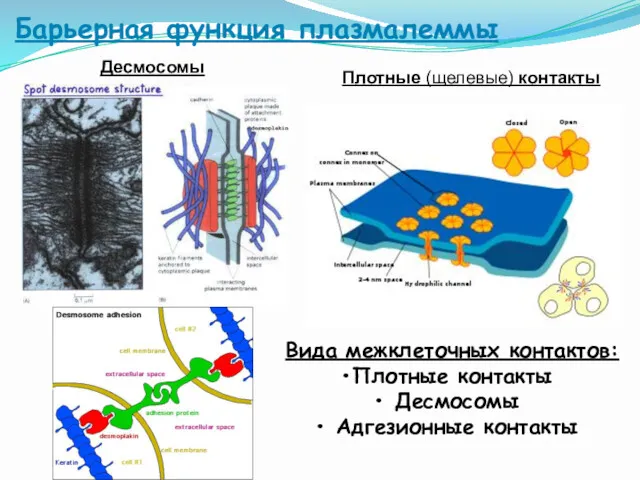 Барьерная функция плазмалеммы Плотные (щелевые) контакты Десмосомы Вида межклеточных контактов: Плотные контакты Десмосомы Адгезионные контакты