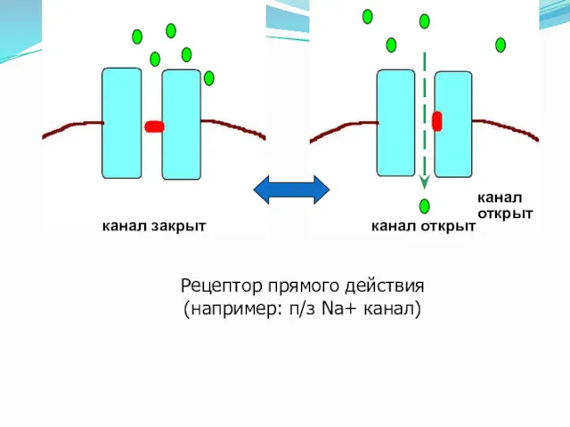 канал закрыт канал открыт Рецептор прямого действия (например: п/з Na+ канал)