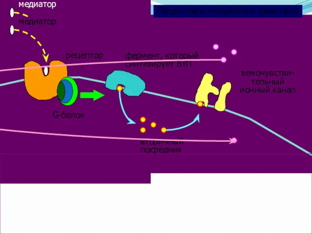 Рецепторы непрямого действия