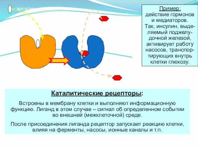 Каталитические рецепторы: Встроены в мембрану клетки и выполняют информационную функцию.