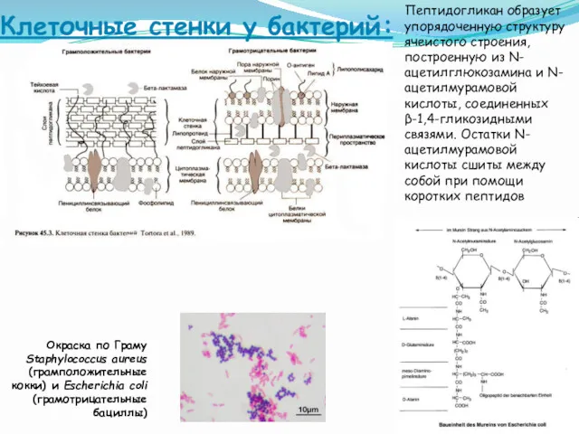 Клеточные стенки у бактерий: Окраска по Граму Staphylococcus aureus (грамположительные