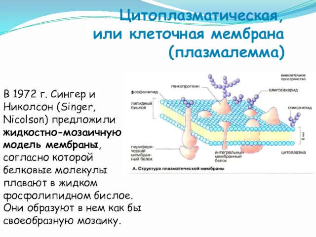 Цитоплазматическая, или клеточная мембрана (плазмалемма) В 1972 г. Сингер и