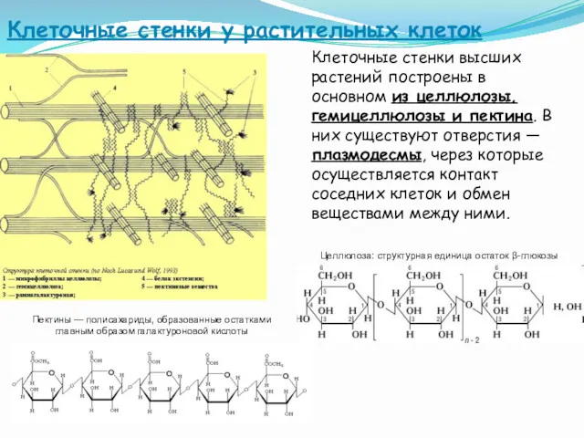 Клеточные стенки у растительных клеток Клеточные стенки высших растений построены