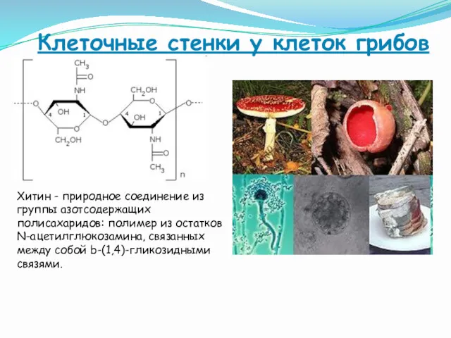 Клеточные стенки у клеток грибов Хитин - природное соединение из