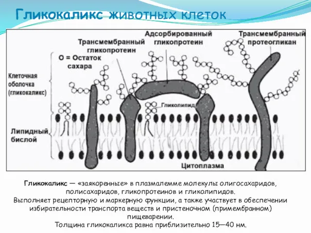 Гликокаликс животных клеток Гликокаликс — «заякоренные» в плазмалемме молекулы олигосахаридов,