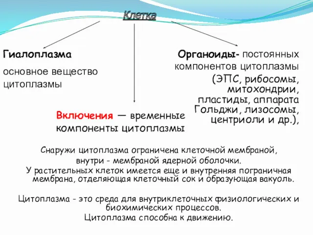 Цитоплазма (Это живое содержимое клетки, кроме ядра) Снаружи цитоплазма ограничена