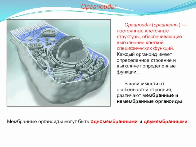 Органоиды (органеллы) — постоянные клеточные структуры, обеспечивающие выполнение клеткой специфических