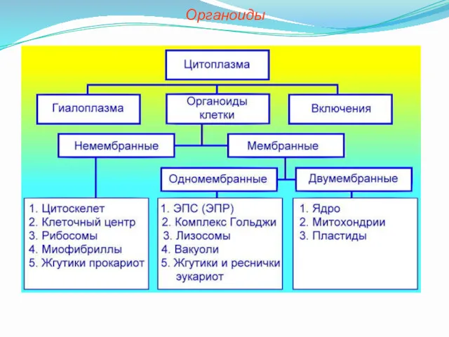 Органоиды