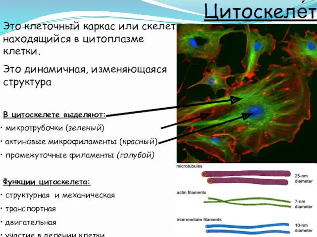 Это клеточный каркас или скелет, находящийся в цитоплазме клетки. Это