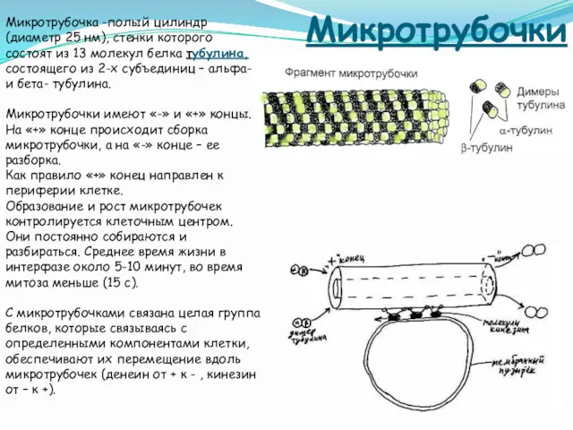 Микротрубочки Микротрубочка -полый цилиндр (диаметр 25 нм), стенки которого состоят