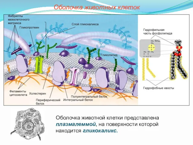 Оболочка животной клетки представлена плазмалеммой, на поверхности которой находится гликокаликс. Оболочка животных клеток