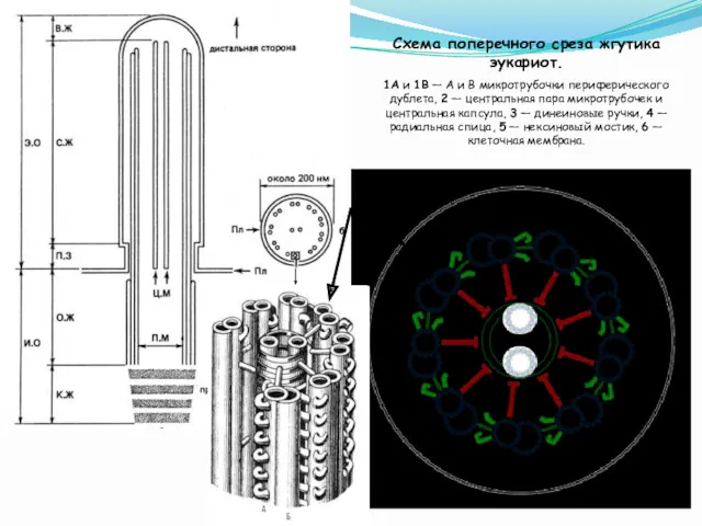 Схема поперечного среза жгутика эукариот. 1A и 1B — A