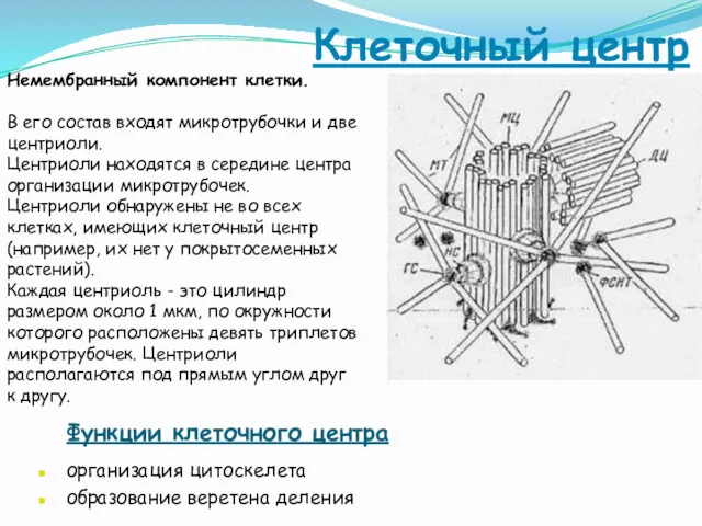 Клеточный центр Немембранный компонент клетки. В его состав входят микротрубочки