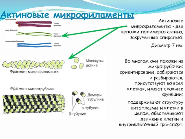 Актиновые микрофиламенты Актиновые микрофиламенты - две цепочки полимеров актина, закрученные