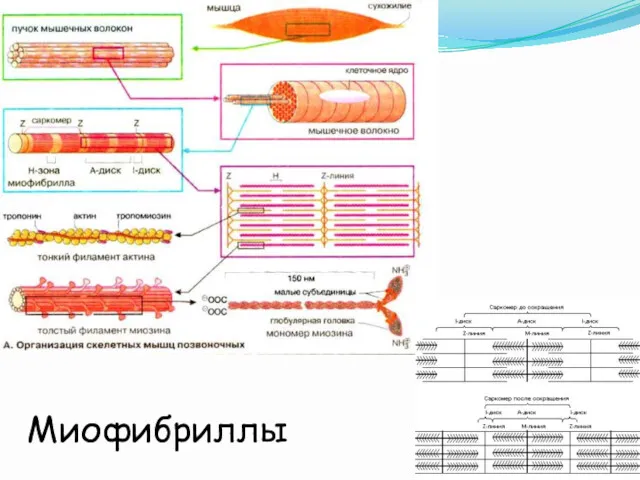 Миофибриллы