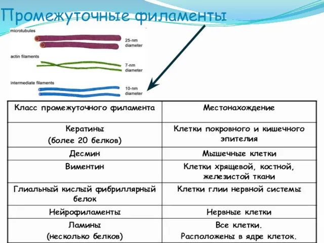 Промежуточные филаменты