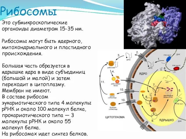 Рибосомы Это субмикроскопические органоиды диаметром 15-35 нм. Рибосомы могут быть