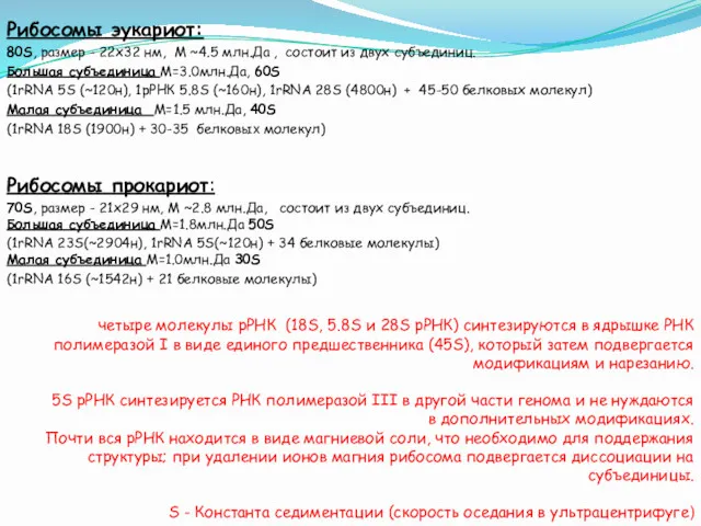 Рибосомы эукариот: 80S, размер - 22x32 нм, M ~4.5 млн.Да