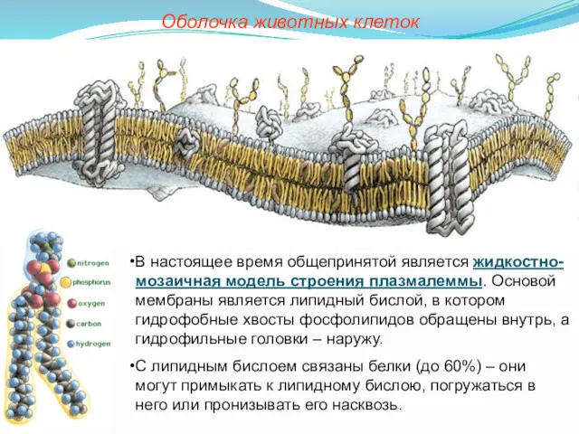 В настоящее время общепринятой является жидкостно-мозаичная модель строения плазмалеммы. Основой