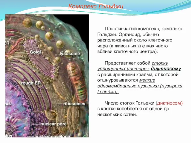 Пластинчатый комплекс, комплекс Гольджи. Органоид, обычно расположенный около клеточного ядра