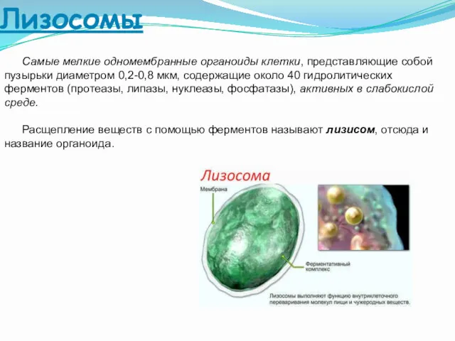 Лизосомы Самые мелкие одномембранные органоиды клетки, представляющие собой пузырьки диаметром