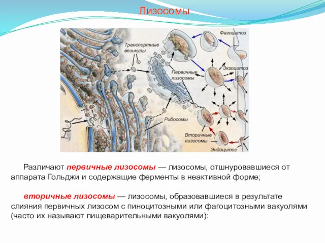 Различают первичные лизосомы — лизосомы, отшнуровавшиеся от аппарата Гольджи и