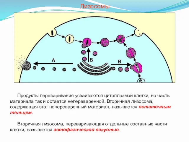 Лизосомы Продукты переваривания усваиваются цитоплазмой клетки, но часть материала так